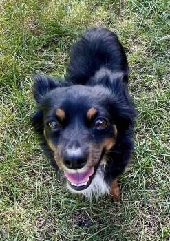 Atticus CA -  Chihuahua Dog for Adoption in Hillside, Illinois - Atticus CA | PetCurious