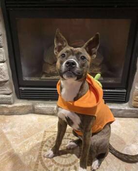 Rescue Pit Bull Terrier Dogs for Adoption in Crown Point, Indiana - Nala | PetCurious