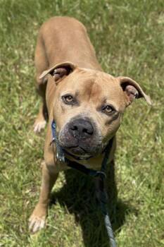 Rescue American Staffordshire Terrier Dogs for Adoption in Fort Lauderdale, Florida - PONYBOY | PetCurious