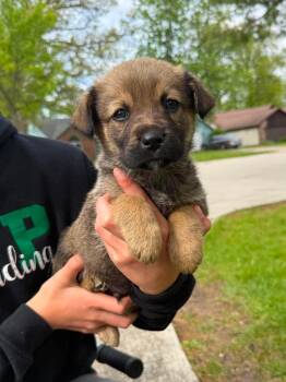 Australian Shepherd Dogs Available for Adoption in Fort Wayne, Indiana - Squirt | PetCurious