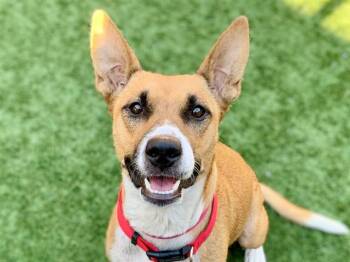 DIAMOND -  Pit Bull Terrier and Mixed Breed Dog for Adoption in Moreno Valley, California - DIAMOND | PetCurious