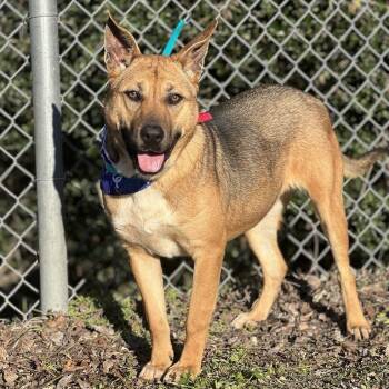 Rescue German Shepherd Dog and Carolina Dog Dogs for Adoption in Madisonville, Texas - Sandy | PetCurious