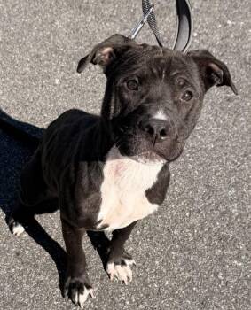 Sinai -  Mixed Breed Dog for Adoption - Sinai | PetCurious