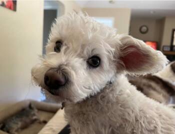 Maggie Mae -  Poodle Dog for Adoption in Larkfield-wikiup, California - Maggie Mae | PetCurious