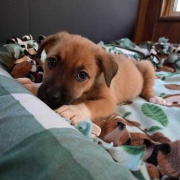 Shock -  Mixed Breed Dog for Adoption in Toms River, New Jersey - Shock | PetCurious