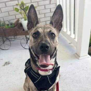 Dolly -  Dutch Shepherd and Husky Dog for Adoption in South Houston, Texas - Dolly | PetCurious