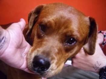 Rescue Labrador Retriever and Terrier Dogs for Adoption in Princeton, West Virginia - Izzy | PetCurious