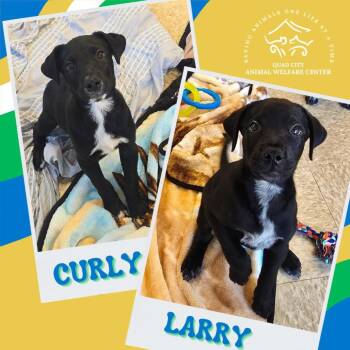 Larry -  Black Labrador Retriever and Mixed Breed Dog for Adoption in Milan, Illinois - Larry | PetCurious