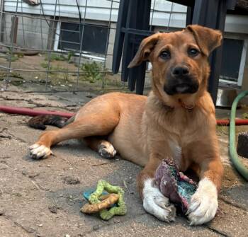 Roco -  Labrador Retriever Dog for Adoption in Columbus, Ohio - Roco | PetCurious