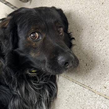 Mixed Breed Dogs Available for Adoption - Benji | PetCurious