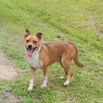 Dougie -  Basenji and Carolina Dog Dog for Adoption in Manhasset, New York - Dougie | PetCurious