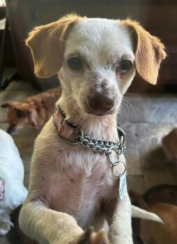 Chihuahua Dogs Available for Adoption - Clint - MUST BE ADOPTED WITH SIDNEY | PetCurious