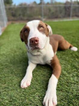 Pit Bull Terrier and Mixed Breed Dogs Available for Adoption in Daytona Beach, Florida - Esme - 1 | PetCurious