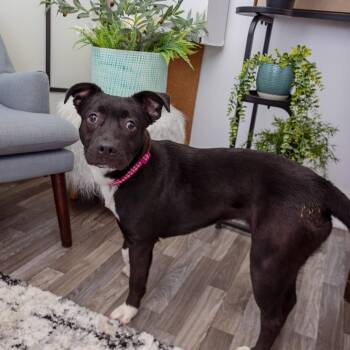 Maria -  Pit Bull Terrier and Mixed Breed Dog for Adoption in Los Angeles, California - Maria | PetCurious