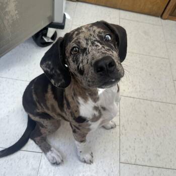 Rescue Catahoula Leopard Dog Dogs for Adoption in Fairhope, Alabama - Ringo | PetCurious