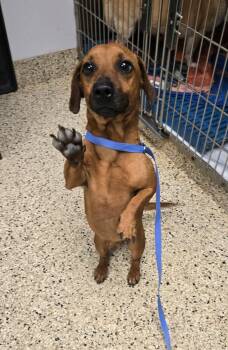 Gazpacho -  Dachshund and Mixed Breed Dog for Adoption in Cookeville, Tennessee - Gazpacho | PetCurious