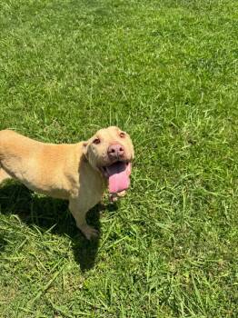 Rescue Terrier and Mixed Breed Dogs for Adoption in Bossier City, Louisiana - Emily | PetCurious