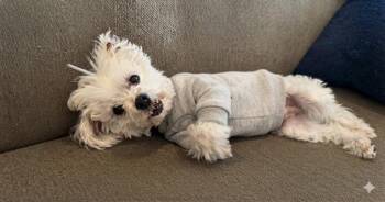 Pierre -  Maltese Dog for Adoption in Cary, North Carolina - Pierre | PetCurious