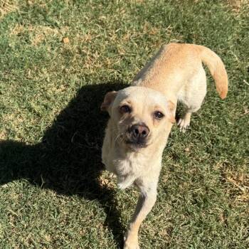 Hope (*) -  Chihuahua and Mixed Breed Dog for Adoption in Sacramento, California - Hope (*) | PetCurious