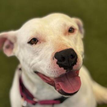 Mixed Breed Dogs Available for Adoption in Merriam, Kansas - Lydia | PetCurious