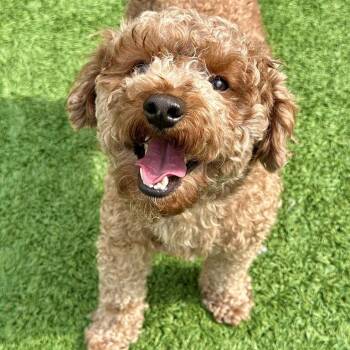 Bronze -  Poodle Dog for Adoption in Matteson, Illinois - Bronze | PetCurious