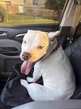 English Bulldog and American Staffordshire Terrier Dogs Available for Adoption in Edmond, Oklahoma - Rosie Posie | PetCurious