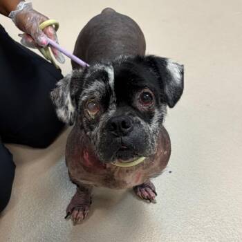 Cornelius Chip -  Mixed Breed Dog for Adoption in Newark, New Jersey - Cornelius Chip | PetCurious