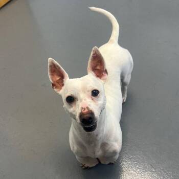 Spike -  Dachshund and Mixed Breed Dog for Adoption in Roanoke, Virginia - Spike | PetCurious