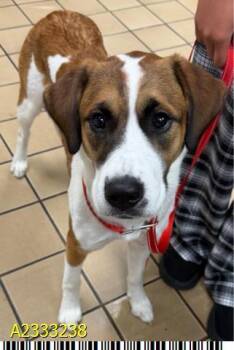 Mixed Breed Dogs Available for Adoption in West Palm Beach, Florida - SNICKERS | PetCurious