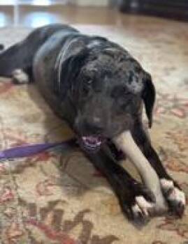 Catahoula Leopard Dog Dogs Available for Adoption - Buck | PetCurious