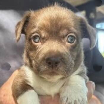 Asa -  Terrier Dog for Adoption in Larkfield-wikiup, California - Asa | PetCurious