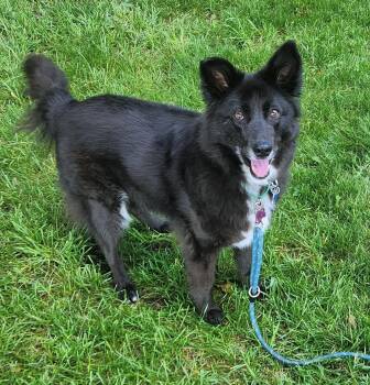 Cupcake -  Shetland Sheepdog Sheltie and Border Collie Dog for Adoption in Minnetrista, Minnesota - Cupcake | PetCurious