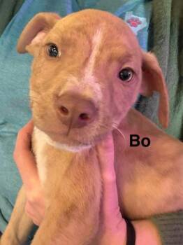 Rescue Yellow Labrador Retriever and Terrier Dogs for Adoption in Liverpool, Texas - Bo | PetCurious