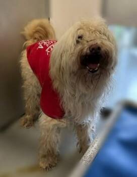 Maltese and Poodle Dogs Available for Adoption in Stockton, California - ZIGGY | PetCurious
