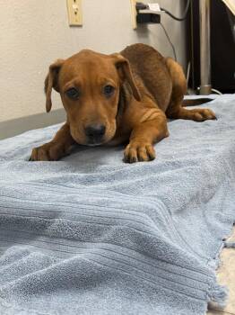 Degra -  Labrador Retriever Dog for Adoption in Sorrento, Louisiana - Degra | PetCurious