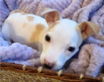 Kensy -  Pit Bull Terrier and Labrador Retriever Dog for Adoption in Sedalia, Colorado - Kensy | PetCurious