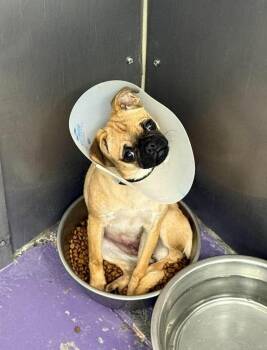 Energy -  Pug Dog for Adoption in Othello, Washington - Energy | PetCurious