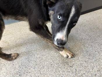 German Shepherd Dog and Mixed Breed Dogs Available for Adoption in Visalia, California - A253297 | PetCurious