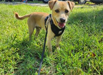 Brian -  Chiweenie Dog for Adoption in Cedarburg, Wisconsin - Brian | PetCurious