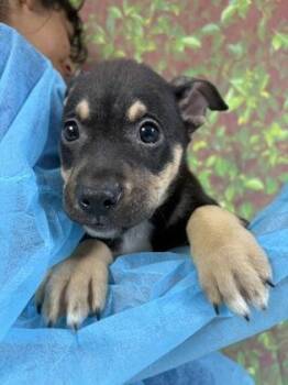 Shepherd and Mixed Breed Dogs Available for Adoption in San Antonio, Texas - Shazam | PetCurious