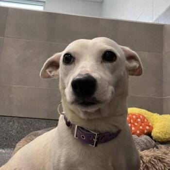 Pinky -  Jack Russell Terrier and Mixed Breed Dog for Adoption in Atlanta, Georgia - Pinky | PetCurious