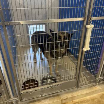 Kira -  German Shepherd Dog Dog for Adoption in Shelbyville, Illinois - Kira | PetCurious