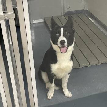 Andy -  Border Collie and Husky Dog for Adoption in Galax, Virginia - Andy | PetCurious