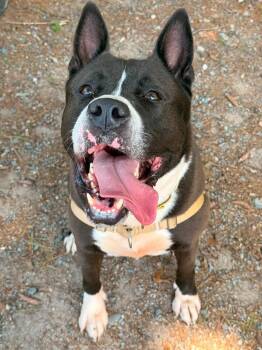 Titus -  Akita Dog for Adoption in Attleboro, Massachusetts - Titus | PetCurious