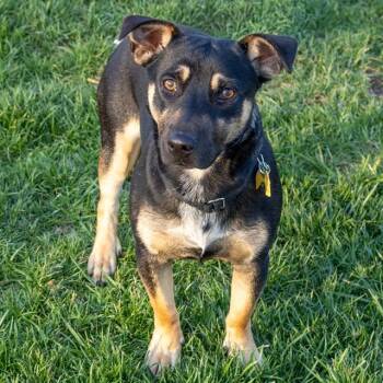 Australian Cattle Dog Blue Heeler and Mixed Breed Dogs Available for Adoption - PJ | PetCurious