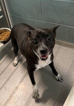 Tsa Agent -  Terrier Dog for Adoption in Lafayette, Louisiana - Tsa Agent | PetCurious
