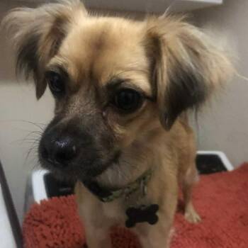 Carla -  Chihuahua and Spaniel Dog for Adoption in Marana, Arizona - Carla | PetCurious