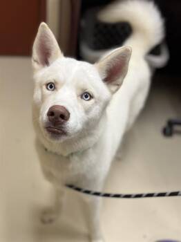 Husky Dogs Available for Adoption in Aliquippa, Pennsylvania - XENO | PetCurious