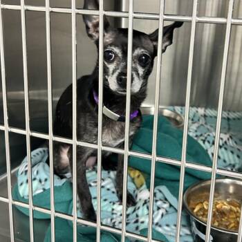 Chihuahua Dogs Available for Adoption - Mama | PetCurious