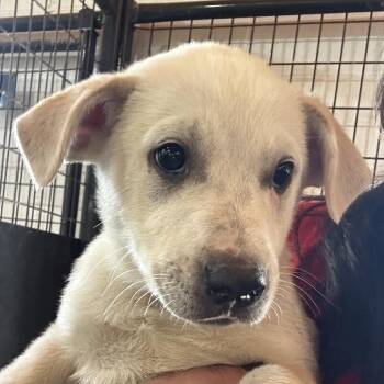 Mixed Breed Dogs Available for Adoption in Leander, Texas - Skrillex | PetCurious